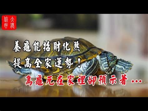 烏龜招財嗎|【養烏龜 招財】養烏龜招財？破解家中烏龜風水禁忌！